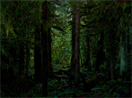 Fond d'écran gratuit de Nature & forêt - Forêt numéro 62854